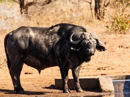 Jul 20, 2017 · 32 3/8″ buffalo cow for sale in limpopo, vaalwater mwsa044. It S A Hard Knock Life Buffalo With Bloody Horn Spotted In South Africa Animal Behaviour Earth Touch News
