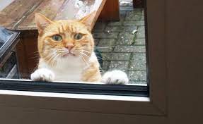 ama lutfen acar misin kapiyi but would you please open the door komik hayvanlar komik hayvan fotograflari cok sirin hayvanlar