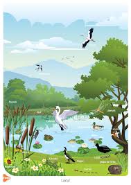 Check spelling or type a new query. VieÈ›uitoare È™i Mediul Lor De ViaÈ›Äƒ