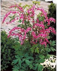 Turn your house & garden into a green oasis. 5 Dicentras Roses Coeur De Marie Willemse Blutendes Herz Garten Pflanzen Mehrjahrige Pflanzen