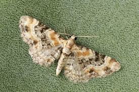 Image result for Eupithecia pulchellata