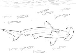 Search through 623,989 free printable colorings. Hammerhead Shark With Pilot Fishes In Marine Life Coloring Pages Fish Coloring Pages Coloring Pages For Kids And Adults