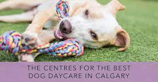 Frequently asked questions about paws pet food & accessories. The 6 Centres For The Best Dog Daycare In Calgary 2021