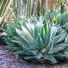 Image result for Agave