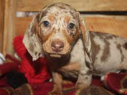 Find dachshund puppies for sale from a vast selection of dachshund. Miniature Dachshund Dog Male Chocolate Dapple 2546034 Pet City Houston