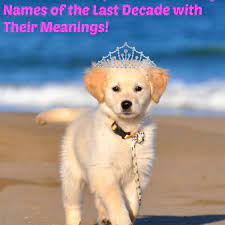 So, it would be a sin not to share this. The 50 Most Popular Names For Female Dogs Of The Decade And Their Meanings Pethelpful