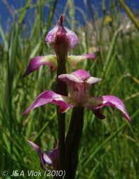 Image result for Disperis