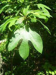 Department of agriculture, forest service, rocky mountain research station, fire sciences laboratory (producer). Sassafras Albidum Wikipedia