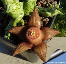 Image result for Duvalia