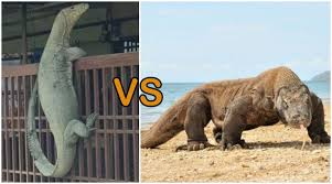 Kasus terakhir komodo yang menyerang manusia terjadi pada sabtu (16/1/2021). Viral Dijadikan Meme Hewan Yang Panjat Pagar Ini Ternyata Biawak Bukan Komodo Kenali 3 Bedanya Yuk