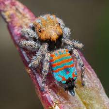 Males make vibrations with their hind legs, which are then picked up by sensory systems in females' legs. Behold Sparklemuffin And Skeletorus New Peacock Spiders