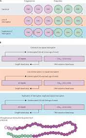 Interrupting Sequence Variants And Age Of Onset In Huntington S Disease Clinical Implications And Emerging Therapies The Lancet Neurology