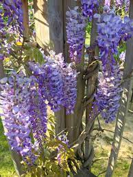 Evergreen vines are problem solvers in the garden and should be used more extensively. The Flower That Ate The Pines Mockingbird