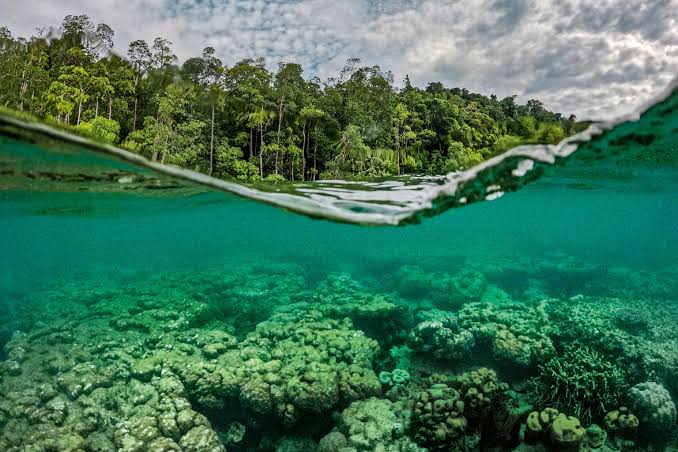 These Indonesian corals reefs are considered sacred-here's why | National  Geographic
