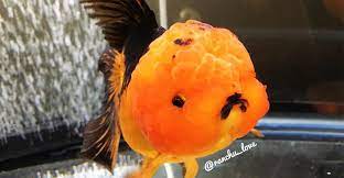 Ranchu Goldfish Ranchu Goldfish Ranchu Care And Info