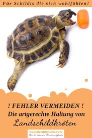 Fehler Bei Der Haltung Von Landschildkroten Haustiermagazin Landschildkroten Schildkrotengehege Schildkrote Haustier