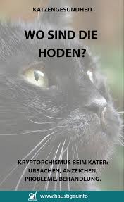 Hat die katze in dieser zeit keinen kontakt zu einem kater, wird sie alle zwei bis drei wochen rollig. Kryptorchismus Beim Kater Haustiger