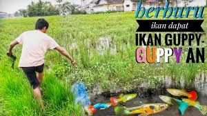 Jika ikan cupang termasuk ikan dari indonesia, ikan guppy yang berasal dari amerika tengah dan seiring berkembangnya jumlah peminat ikan guppy, jenis ikan ini berkembang sangat banyak. Catching Wild Guppies In The Drain Menangguk Ikan Guppy Liar Di Dalam Longkang By Hamzie Hazumi