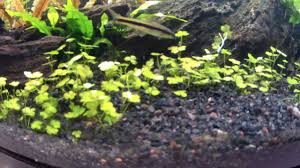 Image result for Hydrocotyle sibthorpioides