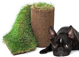 All products from pet potty grass category are shipped worldwide with no additional fees. The 1 Selling Grass Litter Box For Dogs Potty Training Made Easy Porch Potty Usa