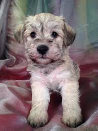 We did not find results for: Schnoodle Puppies For Sale Schnoodle Breeder In Iowa