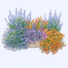 Balkonkasten Set Feurige Mischung Pack 6 Pflanzen Gunstig Online Kaufen Mein Schoner Garten Balkon Pflanzen Blumenkasten Bepflanzen Balkonkasten