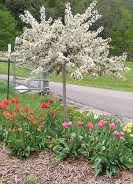 Ornamental Trees For Fort Collins At Just Trees Fort Collins Co Ornamental Trees Landscaping Small Ornamental Trees Crabapple Tree