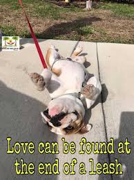 Florida french bulldog rescue group directory. Florida English Bulldog Rescue