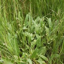 Image result for Hermannia quartiniana