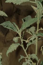 Image result for Chrozophora plicata