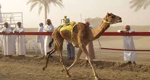 Camels are raced in professional events in saudi arabia, where large amounts are bet on the races that this sport is popular in the middle east like saudi arabia, egypt, bahrain, jordan, qatar, united arab emirates, and oman. One Day In Chicago