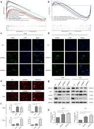 From hiding my origin behind an english name to now owning it as the identity of my independent practice: Rrm2 Silencing Suppresses Malignant Phenotype And Enhances Radiosensitivity Via Activating Cgas Sting Signaling Pathway In Lung Adenocarcinoma Springerlink