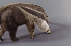 Image result for Zehneria tridactyla