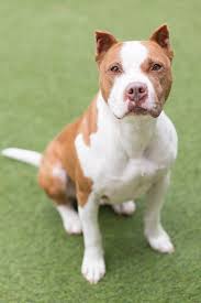 Black White And Brown Pitbull Pin On Pit Bull