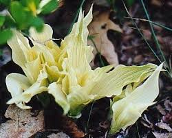 (asparagaceae) cultivars 'white wall tires'. Hosta White Wall Tire Plant Lust