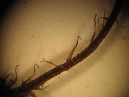 Image result for Triplophyllum protensum