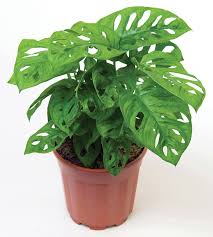Swiss Cheese Plant Monstera Adansonii In 2020 Swiss Cheese Plant Cheese Plant Cool Plants
