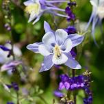 Backyard Garden Tours — Cloud City Conservation Center