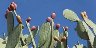 A cactus (plural cacti, cactuses, or less commonly, cactus) is a member of the plant family cactaceae, a family comprising about 127 genera with some 1750 known species of the order. Les Bienfaits De L Huile De Figue De Barbarie Marie Claire