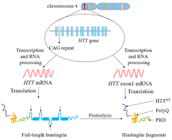 Jedes kind eines elternteils, der das huntington gen in sich trägt, hat eine 50:50 wahrscheinlichkeit, das mutierte gen vererbt zu bekommen. The Rare Disease Huntington S Disease
