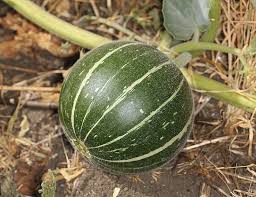 Image result for Cucurbita