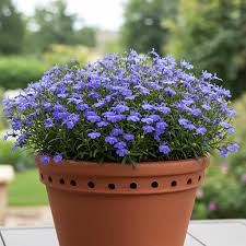 Image result for lobelia