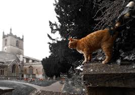 Maybe you would like to learn more about one of these? Church Cat Parish Church Of St Edward Stow On The Wold Mapio Net