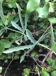 Image result for Cyphostemma gigantophyllum