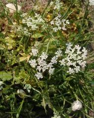 Image result for Pimpinella buchananii