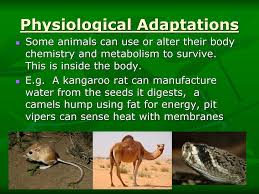 Resembling something else, like bird droppings or the face of an owl, can either deter or scare away potential predators. Animal Adaptations Ppt Download