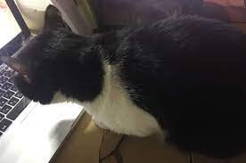 うちの白黒タキシードのハチワレ猫ちゃんの画像20選 | ETweb