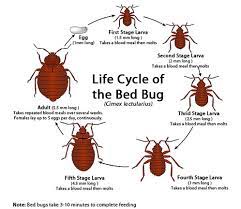 And, we have an innovative integrated pest management (ipm). Bed Bug Exterminators Near Me Bed Bug Exterminators Near Me With An By Bed Bug Treatment Medium
