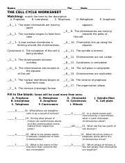 Identify two ways that the growth of an organism can be accomplished through the events of the cell cycle. The Cell Cycle Worksheet Answers Name Per Date The Cell Cycle Worksheet Matching Match The Term To The Description A Prophase B Interphase C Course Hero