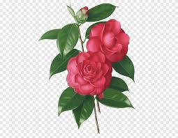 Check spelling or type a new query. Vintage Flowers Green And Red Leaf Plant Png Pngegg